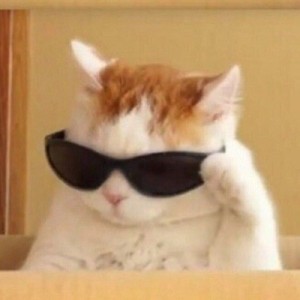 Кот